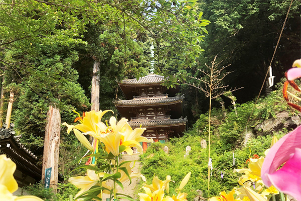 松尾寺のゆり３