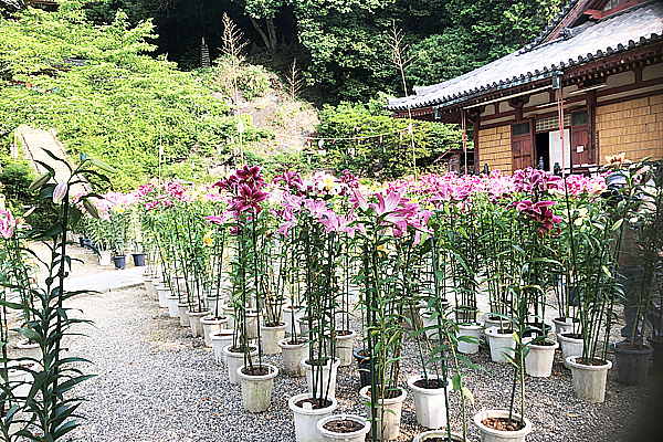 松尾寺のゆり１